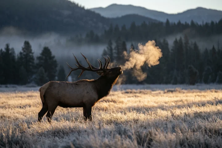 The Rut in September