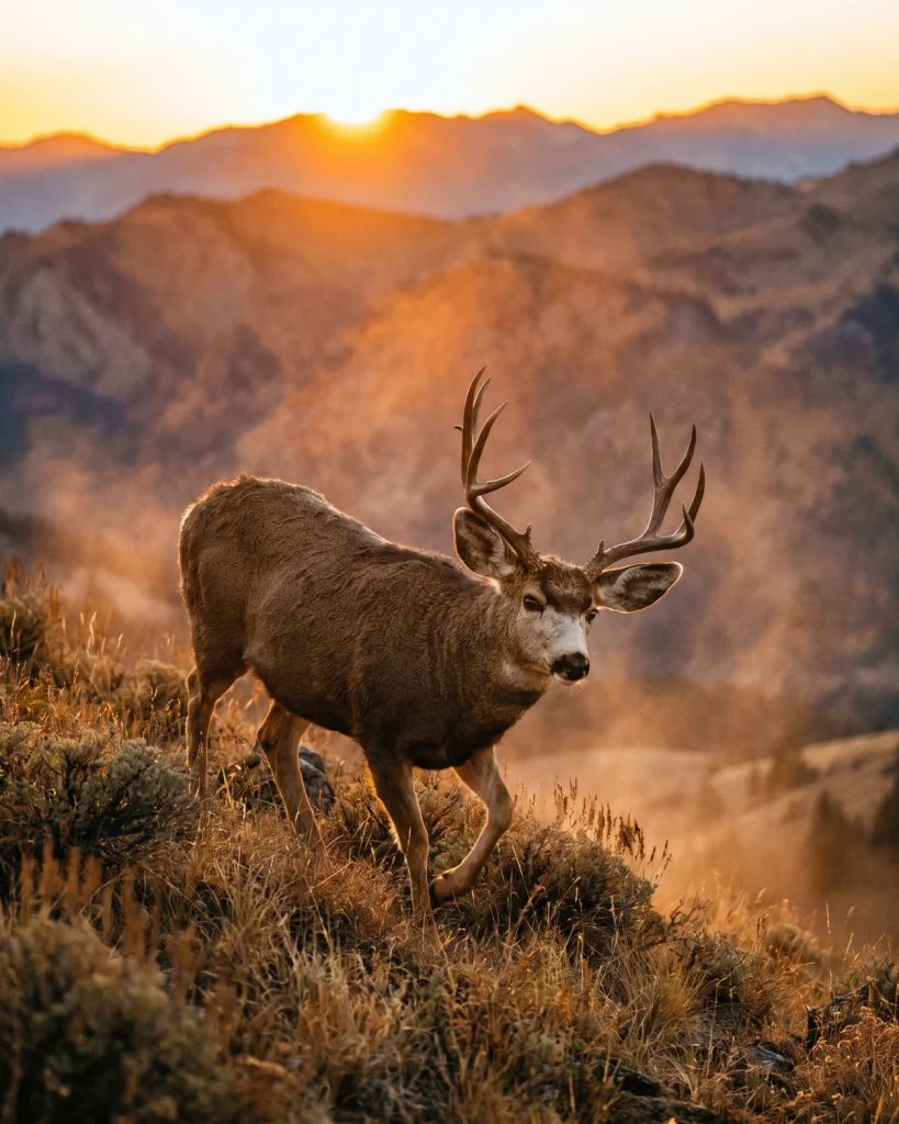 High Country Muley