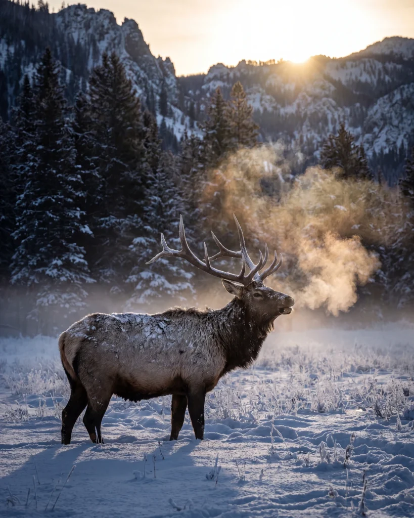 Rifle, First Snow — hunt (gallery)