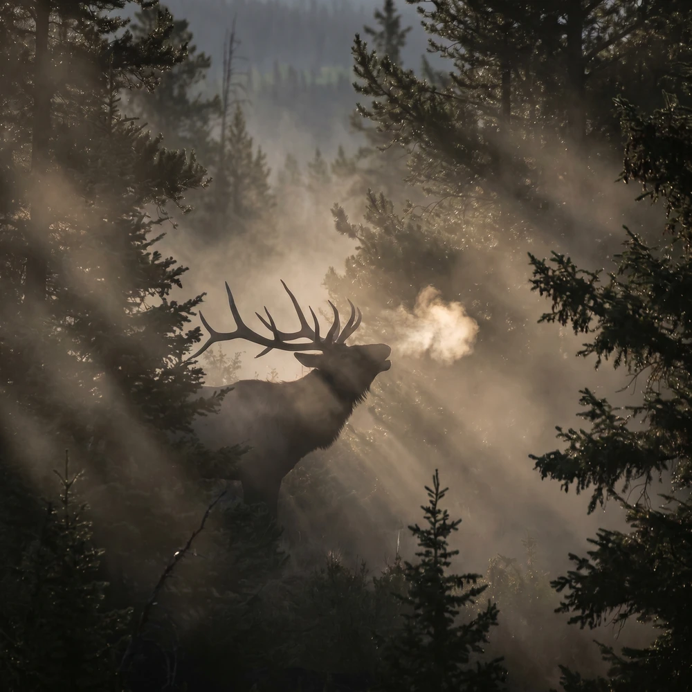 Rocky Mountain Elk — hunt (gallery)